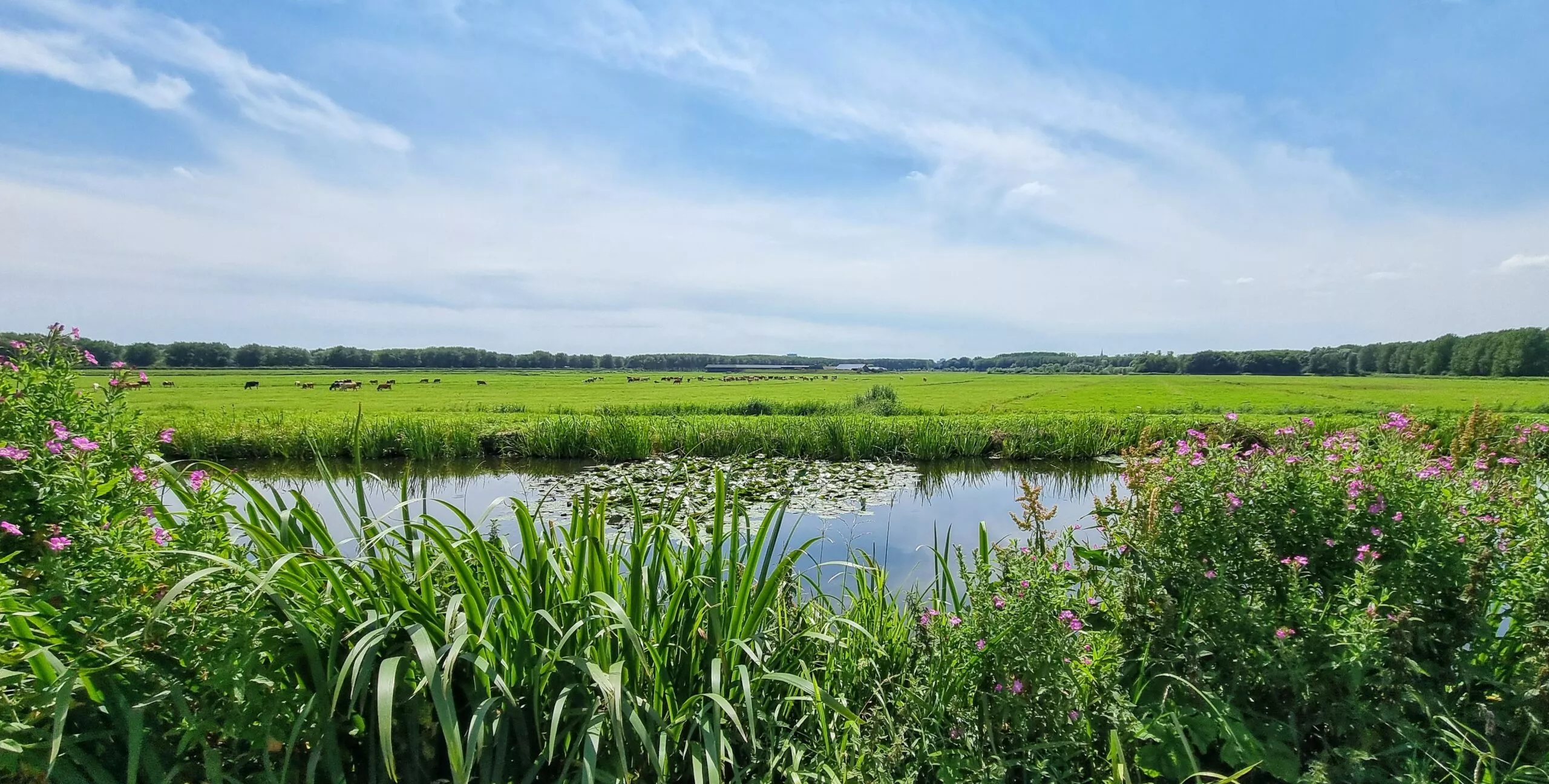 flinke sloot met groene begroeiing op voorgrond en op de achtergrond een weiland